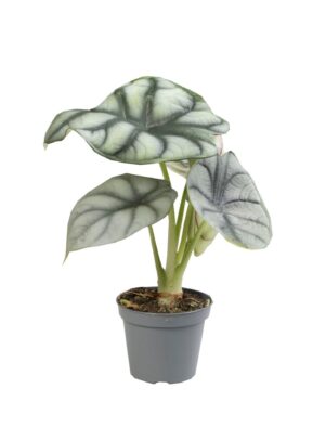 Alocasia Silver Dragon – compacte kamerplant met zilverachtig blad – ±6 cm