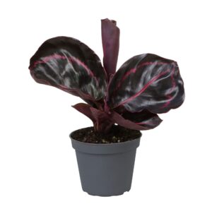 Calathea Dottie – Pauwenplant – diepgroen blad met felroze tekening – ±6 cm