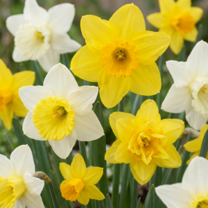 160X Narcissus Botanical Mix - Botanische Narcissenmix - Geel En Wit - Verwilderingsbol - Bolmaat 10/12