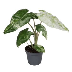 Alocasia Odora Variegata – Bonte Reuzentaro – tropische kamerplant – ±6 cm