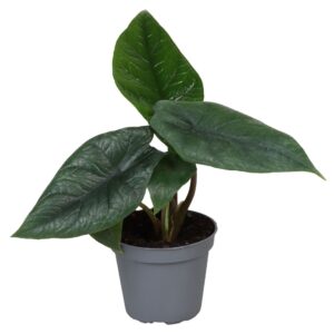 Alocasia Scalprum – zeldzame kamerplant met smal leerblad – ±6 cm