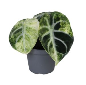 Alocasia Ninja Variegata – zeldzame kamerplant met zwart-bont blad – ±6 cm