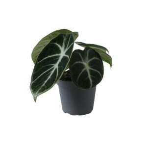 Alocasia Ninja – kamerplant met diepzwart glanzend blad – ±6 cm