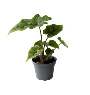 Alocasia Jacklyn – tropische kamerplant met diep ingesneden blad – ±6 cm