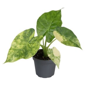 Alocasia Macrorrhiza Aurea Variegata – goudgevlekt tropisch – ±6 cm