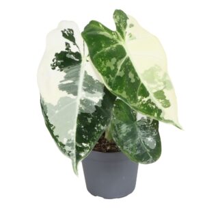 Alocasia Frydek Variegata – zeldzame kamerplant – ±6 cm
