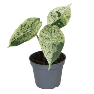 Alocasia Dragon Scale Mint Variegata – bont geschubd blad – ±6 cm