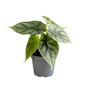 Alocasia Dragon Scale – Drakenschubben Olifantsoor – tropische – ±6 cm