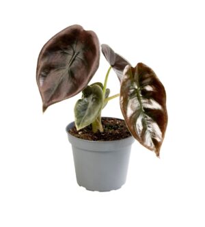Alocasia Cuprea Red – Spiegelplant – kamerplant met metallic rood blad – ±6 cm