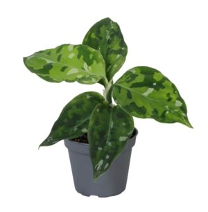 Aglaonema Pictum Tricolor – Camouflagepalm – uniek driekleuren – ±6 cm