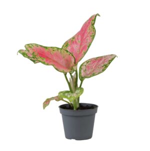 Aglaonema Red Valentine – Chinees Groen – kamerplant – ±6 cm