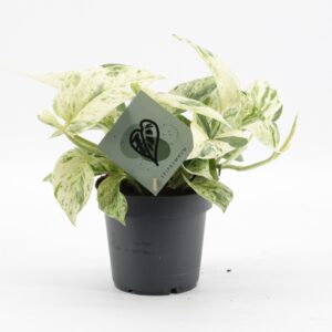 Epipremnum Snow Leopard – bonte kamerplant met crèmewitte vlekken – ±12 cm