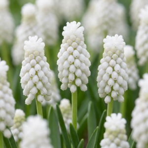 400X Muscari White Magic - Witte Druifhyacint - Wit - Verwilderingsbol - Bolmaat 6/7