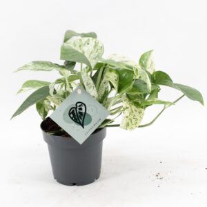 Marmeren Scindapsus (Epipremnum pinnatum 'Marble Variegata') – ±12 cm