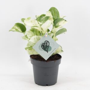 Epipremnum Manjula – bont blad met uniek patroon per – ±12 cm
