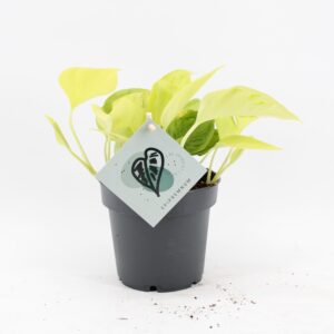 Epipremnum Champs Élysées – kamerplant met geel gevlekt blad – ±12 cm