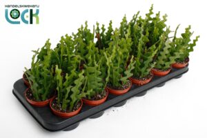 Viskaapcactus (Epiphyllum anguliger) – hangende kamerplant – ±6 cm