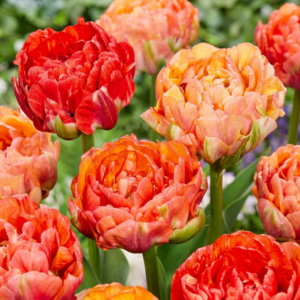 96X Tulipa Gudoshnik Double - Gevuldbloemige Tulp Gudoshnik - Diversen - Voorjaarsbloeier - Bolmaat 11/12