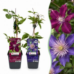 Clematis Duo Blauw & Rood – set van 12 klimplanten – 12 stuks, ±9 cm
