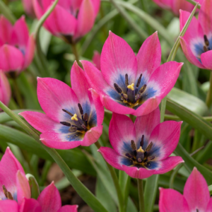 200X Tulipa Klein Schoon - Tulipa Little Beauty - Roze - Voorjaarsbloeier - Bolmaat 6/+