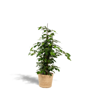Ficus Benjamina Danielle met mand – klassieke treurvijg inclusief – ±21 cm