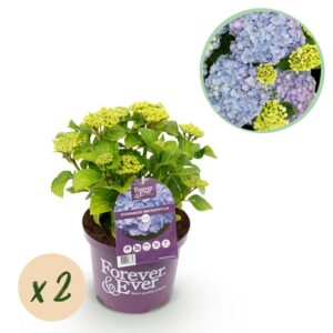 Hortensia 'Forever & Ever' Blauw – 2 stuks, pot 23 cm, ±55 cm hoog