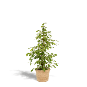 Ficus Benjamina 'Goldenking' – bonte bladeren op stok, geleverd – ±21 cm