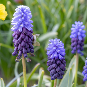 400X Muscari Latifolium - Breedbladig Blauw Druifje - Blauw - Verwilderingsbol - Bolmaat 5/6