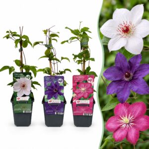 Clematis Tricolour – Driekleurige Bosrank – klimplant met paarse, roze – 9 stuks, ±9 cm