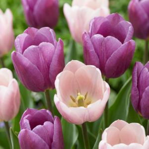 96X Tulipa Macron Mix - Tulp Macron Mix - Diversen - Voorjaarsbloeier - Bolmaat 11/12