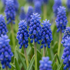 800X Muscari Armeniacum - Armeense Druifhyacint - Blauw - Verwilderingsbol - Bolmaat 7/8