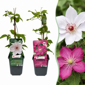 Clematis Bosrank Duo Pink & White – roze en witte bloemen op één plant – 6 stuks, ±9 cm
