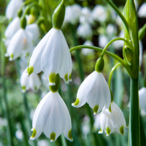 160X Leucojum Aestivum - Zomerschneeklokje - Wit - Voorjaarsbloeier - Bolmaat 8/9