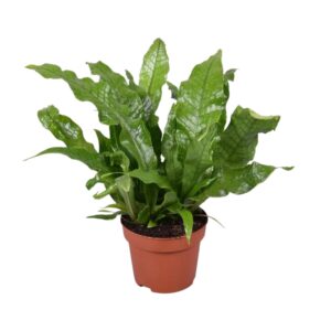 Microsorum Crocodyllus – klimmende vogelnestvaren – kamerplant – ±12 cm