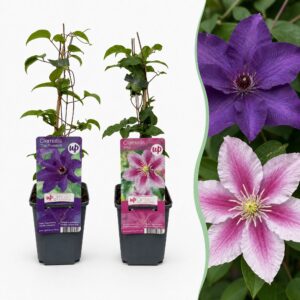 Clematis Duo Purple & Pink – Bosrank – klimmend duo in paars, roze – 2 stuks, ±9 cm