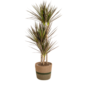 Dracaena Marginata Magenta met mand – slanke kamerplant – 110-130 cm hoog