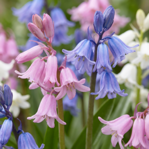 320X Hyacinthoides Hispanica Mix - Spaanse Boshyacint Mix - Diversen - Verwilderingsbol - Bolmaat 7/8