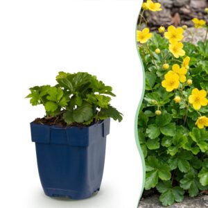 Goudaardbei (Waldsteinia ternata) – bodembedekker – pot 11 cm, 15-25 cm hoog