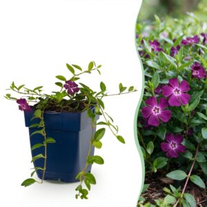 Maagdenpalm (Vinca minor 'Atropurpurea') – paarsbloemige – pot 11 cm, 15-25 cm hoog
