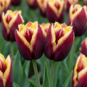 120X Tulipa My Favourite Topping - Tulp Mijn Favoriete Topping - Diversen - Voorjaarsbloeier - Bolmaat 11/12