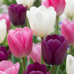 140X Tulipa Pastel Mix - Pastel Tulp Mix - Diversen - Voorjaarsbloeier - Bolmaat 11/15