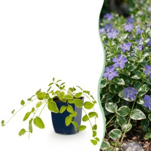 Vinca major 'Variegata' – Grote maagdenpalm – bontbladige – pot 11 cm, 15-25 cm hoog