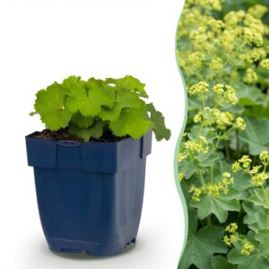 Vrouwenmantel (Alchemilla mollis) – bijvriendelijke – pot 11 cm, 15-25 cm hoog