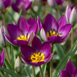 200X Tulipa Persian Pearl - Tulipa Persian Pearl - Paars - Voorjaarsbloeier - Bolmaat 6/7