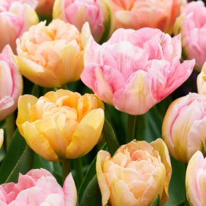 96X Tulipa Peaches & Kisses - Tulp Rozen & Kussen - Diversen - Voorjaarsbloeier - Bolmaat 11/12