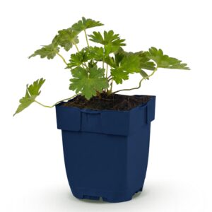 Geranium 'Rozanne' – Ooievaarsbek – langst bloeiende vaste – pot 11 cm, 15-25 cm hoog