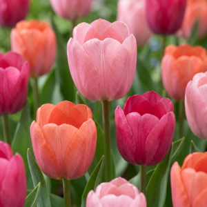 160X Tulipa Positive Vibe - Tulp Positive Vibe - Diversen - Voorjaarsbloeier - Bolmaat 11/12