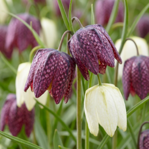 240X Fritillaria Meleagris Mix - Kievitsbloem Mix - Paars En Wit - Verwilderingsbol - Bolmaat 6/7