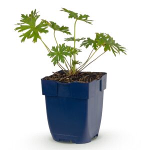 Geranium 'Johnson's Blue' – Ooievaarsbek – langbloeiende – pot 11 cm, 15-25 cm hoog