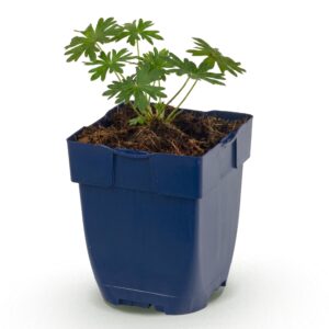 Ooievaarsbek bodembedekker (Geranium sanguineum 'Album') – pot 11 cm, 15-25 cm hoog